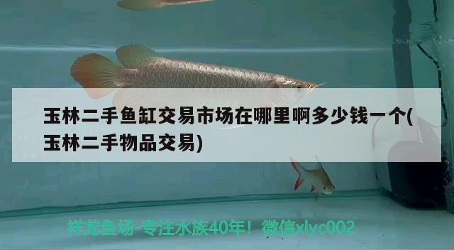 玉林二手魚缸交易市場(chǎng)在哪里啊多少錢一個(gè)(玉林二手物品交易)