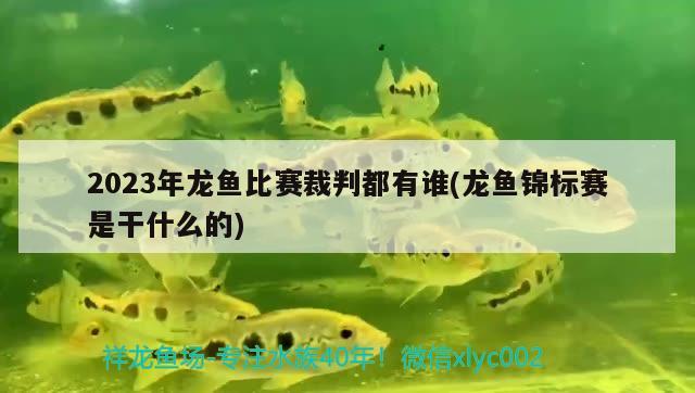 2023年龍魚(yú)比賽裁判都有誰(shuí)(龍魚(yú)錦標(biāo)賽是干什么的)