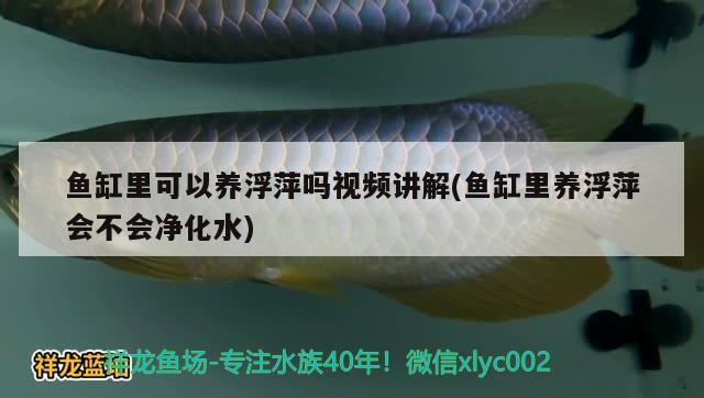 魚缸里可以養(yǎng)浮萍嗎視頻講解(魚缸里養(yǎng)浮萍會不會凈化水)