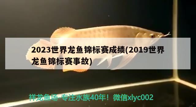 2023世界龍魚錦標賽成績(2019世界龍魚錦標賽事故)