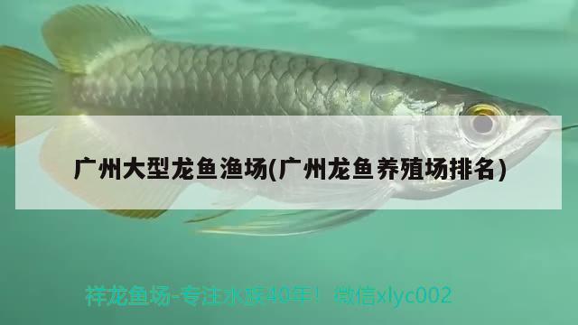 廣州大型龍魚漁場(廣州龍魚養(yǎng)殖場排名)