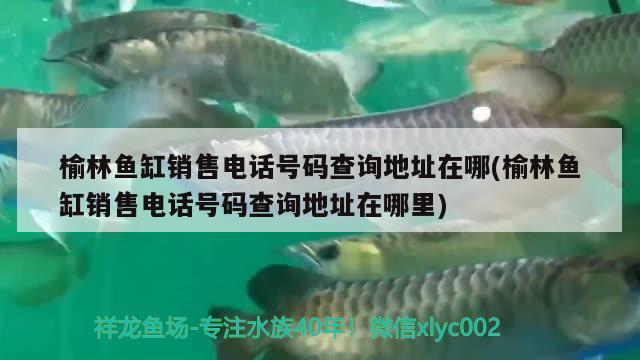 榆林魚缸銷售電話號(hào)碼查詢地址在哪(榆林魚缸銷售電話號(hào)碼查詢地址在哪里) 紅眼黃化幽靈火箭魚|皇家火箭魚