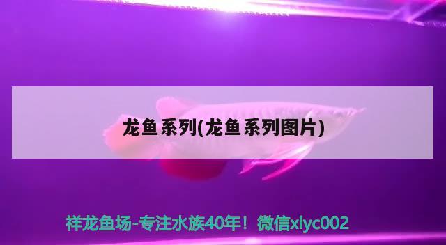 龍魚(yú)系列(龍魚(yú)系列圖片) 2024第28屆中國(guó)國(guó)際寵物水族展覽會(huì)CIPS（長(zhǎng)城寵物展2024 CIPS）