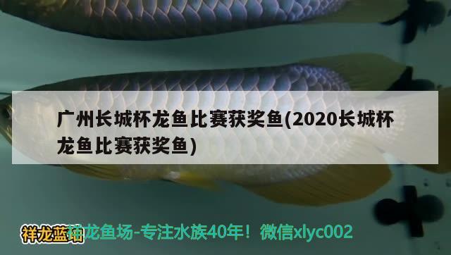 廣州長城杯龍魚比賽獲獎魚(2020長城杯龍魚比賽獲獎魚) 2024第28屆中國國際寵物水族展覽會CIPS（長城寵物展2024 CIPS）