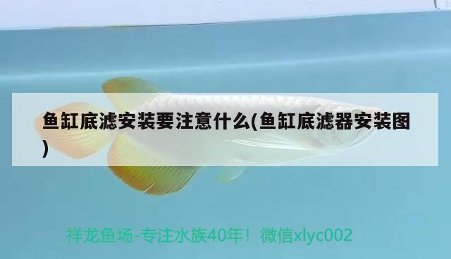 魚缸底濾安裝要注意什么(魚缸底濾器安裝圖) 錦鯉魚