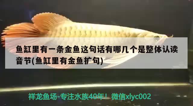 魚缸里有一條金魚這句話有哪幾個是整體認(rèn)讀音節(jié)(魚缸里有金魚擴句)