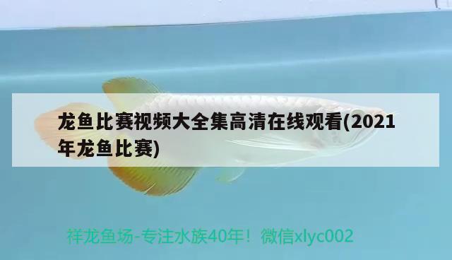 龍魚(yú)比賽視頻大全集高清在線觀看(2021年龍魚(yú)比賽)