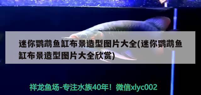 迷你鸚鵡魚缸布景造型圖片大全(迷你鸚鵡魚缸布景造型圖片大全欣賞)