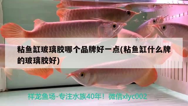 粘魚缸玻璃膠哪個品牌好一點(粘魚缸什么牌的玻璃膠好)