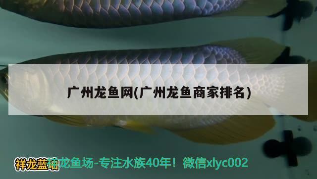 廣州龍魚(yú)網(wǎng)(廣州龍魚(yú)商家排名) 2024第28屆中國(guó)國(guó)際寵物水族展覽會(huì)CIPS（長(zhǎng)城寵物展2024 CIPS） 第3張