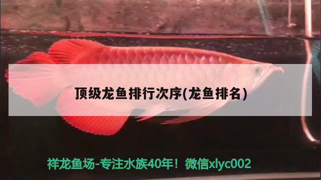 頂級龍魚排行次序(龍魚排名)