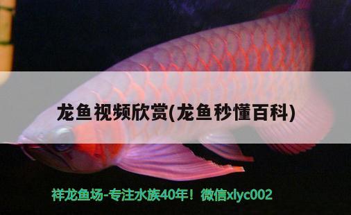 龍魚視頻欣賞(龍魚秒懂百科)