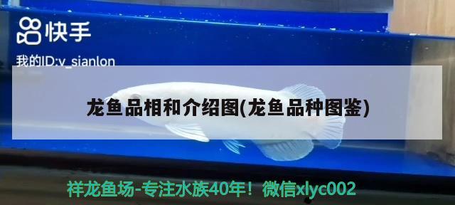 龍魚(yú)品相和介紹圖(龍魚(yú)品種圖鑒) 2024第28屆中國(guó)國(guó)際寵物水族展覽會(huì)CIPS（長(zhǎng)城寵物展2024 CIPS）