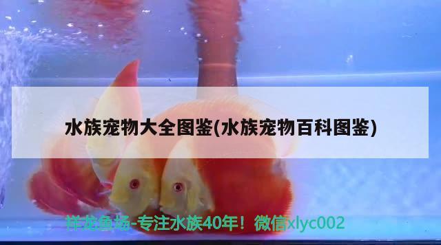 水族寵物大全圖鑒(水族寵物百科圖鑒) 2024第28屆中國國際寵物水族展覽會CIPS（長城寵物展2024 CIPS） 第2張