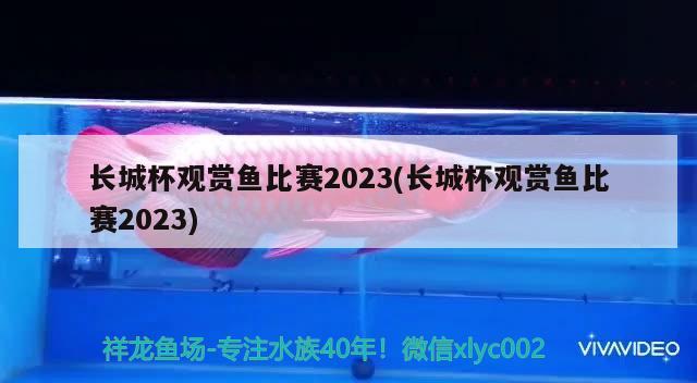 長城杯觀賞魚比賽2023(長城杯觀賞魚比賽2023)