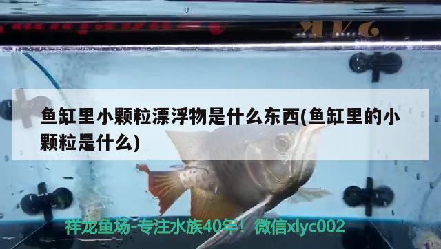 魚缸里小顆粒漂浮物是什么東西(魚缸里的小顆粒是什么)