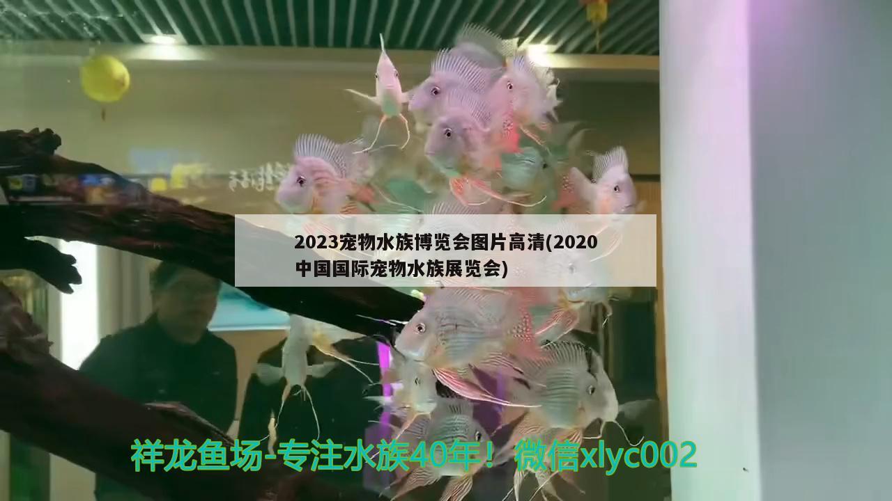 2023寵物水族博覽會圖片高清(2020中國國際寵物水族展覽會)