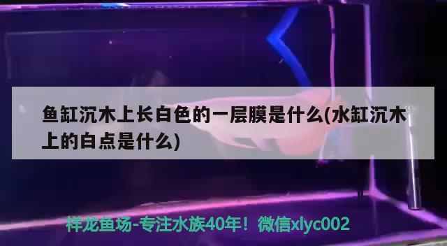 魚缸沉木上長白色的一層膜是什么(水缸沉木上的白點是什么) 觀賞魚飼料