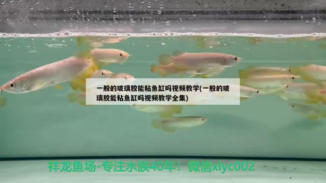 一般的玻璃膠能粘魚(yú)缸嗎視頻教學(xué)(一般的玻璃膠能粘魚(yú)缸嗎視頻教學(xué)全集) 非洲金鼓魚(yú)