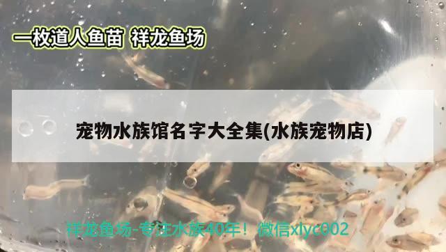 寵物水族館名字大全集(水族寵物店) 2024第28屆中國(guó)國(guó)際寵物水族展覽會(huì)CIPS（長(zhǎng)城寵物展2024 CIPS）