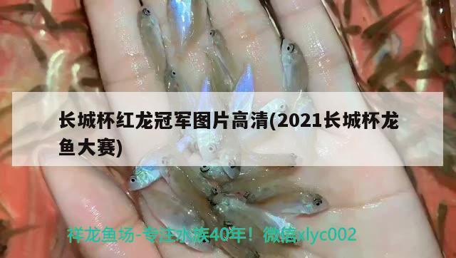 長城杯紅龍冠軍圖片高清(2021長城杯龍魚大賽) 2024第28屆中國國際寵物水族展覽會CIPS（長城寵物展2024 CIPS）