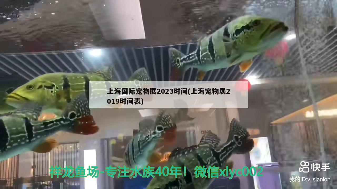 上海國際寵物展2023時間(上海寵物展2019時間表)