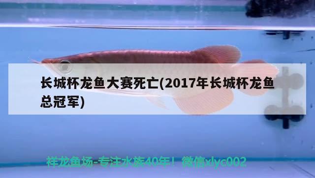 長(zhǎng)城杯龍魚(yú)大賽死亡(2017年長(zhǎng)城杯龍魚(yú)總冠軍) 2024第28屆中國(guó)國(guó)際寵物水族展覽會(huì)CIPS（長(zhǎng)城寵物展2024 CIPS）