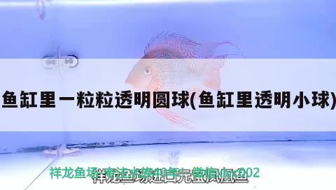 魚缸里一粒粒透明圓球(魚缸里透明小球)