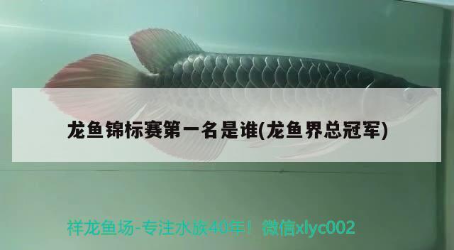 龍魚錦標(biāo)賽第一名是誰(shuí)(龍魚界總冠軍) 2024第28屆中國(guó)國(guó)際寵物水族展覽會(huì)CIPS（長(zhǎng)城寵物展2024 CIPS）