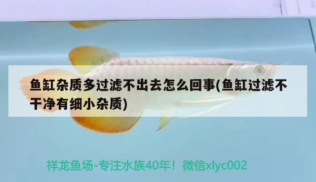 魚(yú)缸雜質(zhì)多過(guò)濾不出去怎么回事(魚(yú)缸過(guò)濾不干凈有細(xì)小雜質(zhì)) 斑馬狗頭魚(yú)