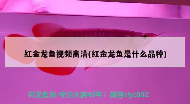 紅金龍魚視頻高清(紅金龍魚是什么品種) 2024第28屆中國國際寵物水族展覽會CIPS（長城寵物展2024 CIPS）