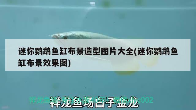 迷你鸚鵡魚缸布景造型圖片大全(迷你鸚鵡魚缸布景效果圖)