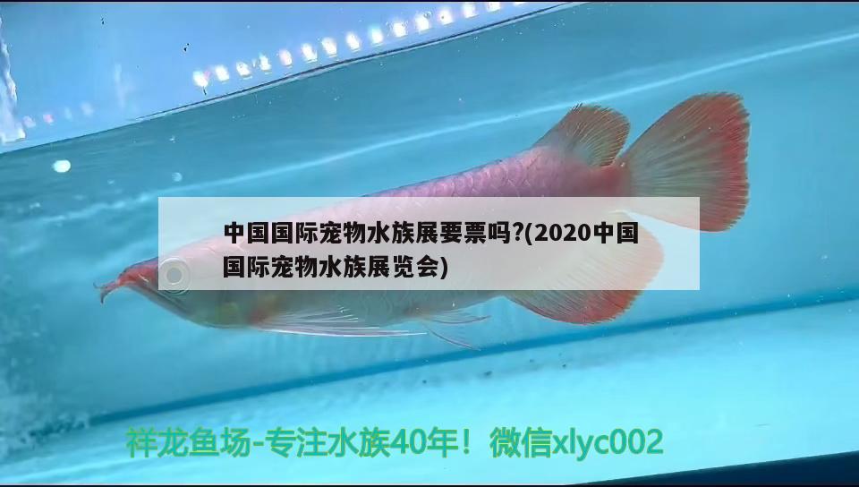 中國(guó)國(guó)際寵物水族展要票嗎?(2020中國(guó)國(guó)際寵物水族展覽會(huì))