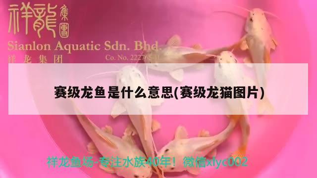 賽級(jí)龍魚是什么意思(賽級(jí)龍貓圖片)