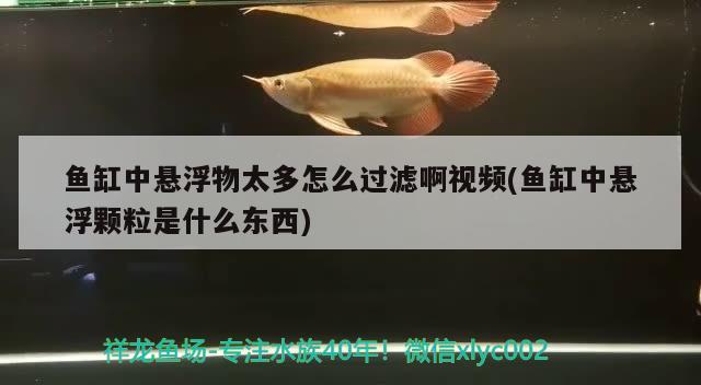 魚缸中懸浮物太多怎么過濾啊視頻(魚缸中懸浮顆粒是什么東西)