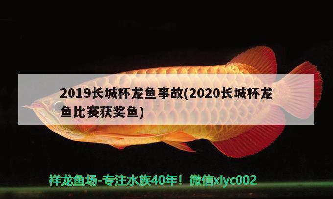 2019長城杯龍魚事故(2020長城杯龍魚比賽獲獎魚) 2025第29屆中國國際寵物水族展覽會CIPS（長城寵物展2025 CIPS）