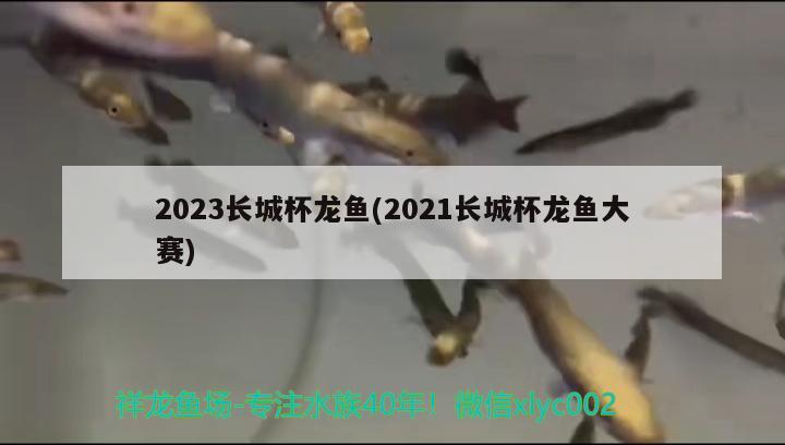 2023長城杯龍魚(2021長城杯龍魚大賽)