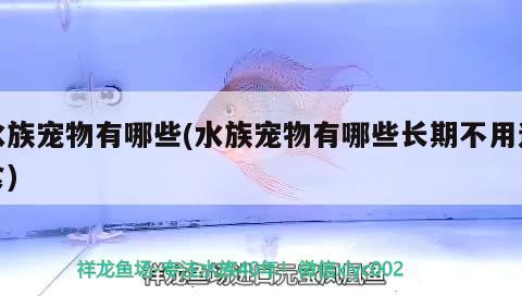 水族寵物有哪些(水族寵物有哪些長期不用進(jìn)食) 2024第28屆中國國際寵物水族展覽會(huì)CIPS（長城寵物展2024 CIPS）