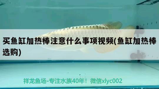 買魚缸加熱棒注意什么事項視頻(魚缸加熱棒選購) 名貴錦鯉魚