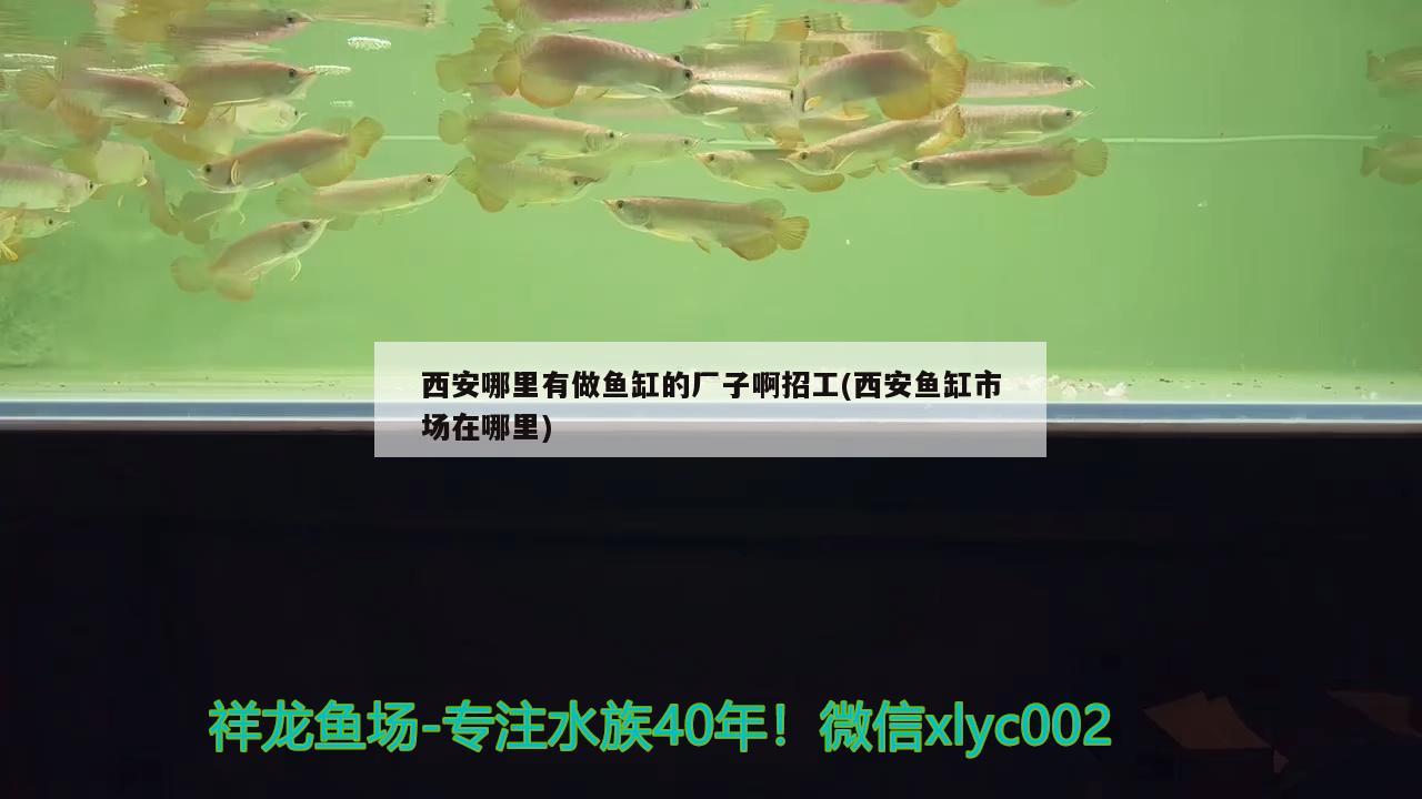 西安哪里有做魚缸的廠子啊招工(西安魚缸市場在哪里) 七彩神仙魚