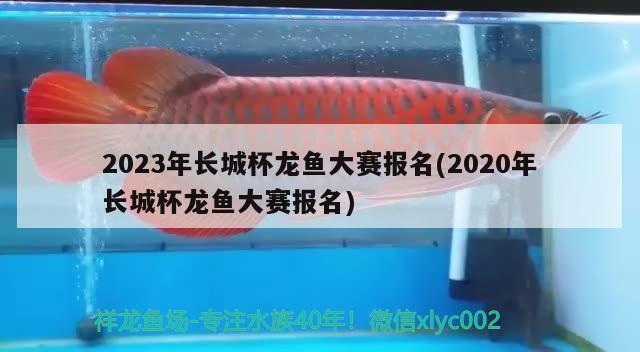 2023年長城杯龍魚大賽報(bào)名(2020年長城杯龍魚大賽報(bào)名) 2024第28屆中國國際寵物水族展覽會(huì)CIPS（長城寵物展2024 CIPS）