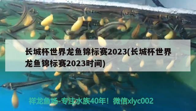 長(zhǎng)城杯世界龍魚(yú)錦標(biāo)賽2023(長(zhǎng)城杯世界龍魚(yú)錦標(biāo)賽2023時(shí)間)