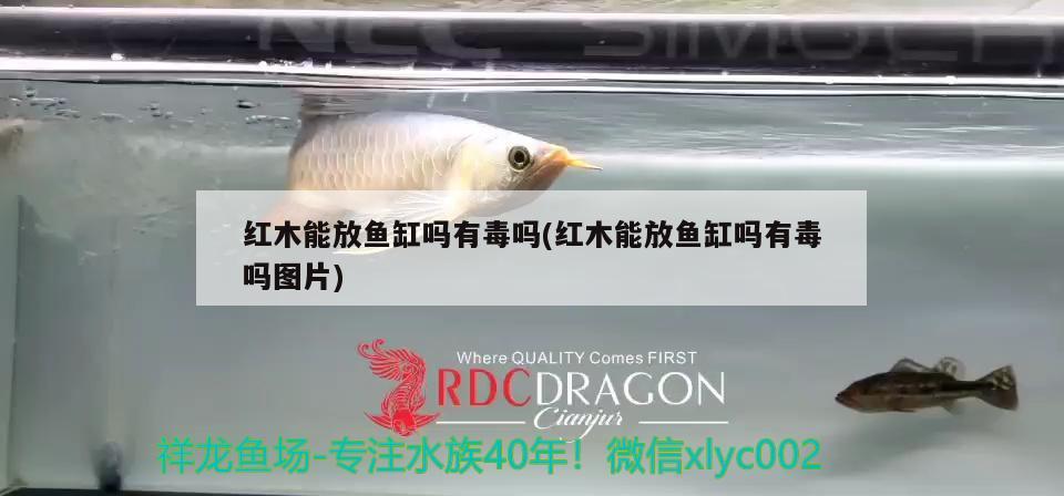 紅木能放魚缸嗎有毒嗎(紅木能放魚缸嗎有毒嗎圖片) 野彩魚