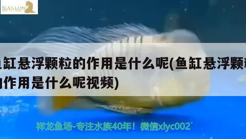 魚缸懸浮顆粒的作用是什么呢(魚缸懸浮顆粒的作用是什么呢視頻)