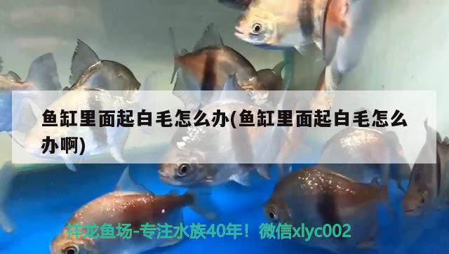 魚缸里面起白毛怎么辦(魚缸里面起白毛怎么辦啊)