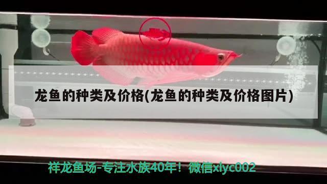 龍魚的種類及價(jià)格(龍魚的種類及價(jià)格圖片) 2025第29屆中國國際寵物水族展覽會(huì)CIPS（長(zhǎng)城寵物展2025 CIPS）