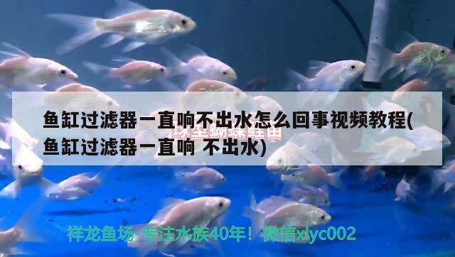 魚(yú)缸過(guò)濾器一直響不出水怎么回事視頻教程(魚(yú)缸過(guò)濾器一直響不出水)