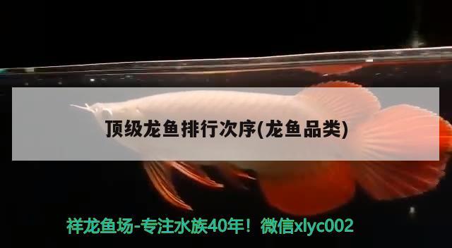 頂級龍魚排行次序(龍魚品類) 2024第28屆中國國際寵物水族展覽會CIPS（長城寵物展2024 CIPS）