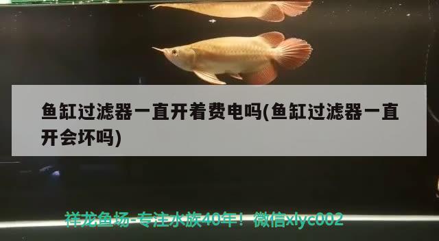 魚缸過(guò)濾器一直開著費(fèi)電嗎(魚缸過(guò)濾器一直開會(huì)壞嗎) 慈雕魚 第2張