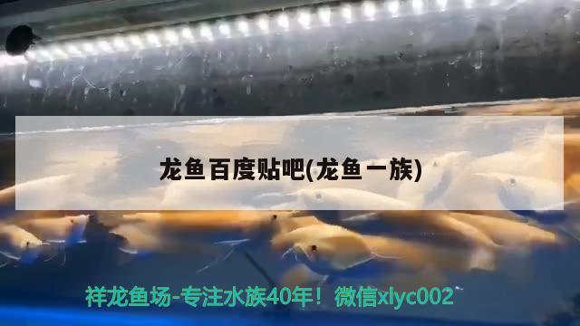 龍魚百度貼吧(龍魚一族) 2024第28屆中國國際寵物水族展覽會CIPS（長城寵物展2024 CIPS）